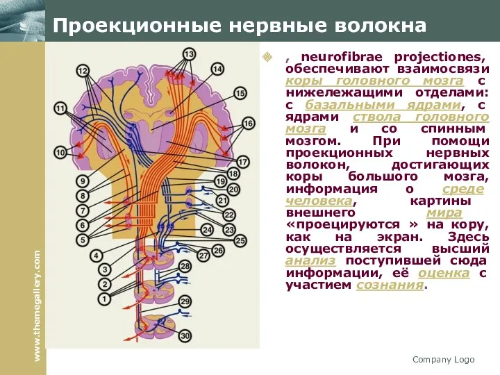 Company Logo Проекционные нервные волокна , neurofibrae projectiones, обеспечивают взаимосвязи