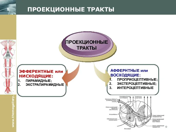 Company Logo ЭФФЕРЕНТНЫЕ или НИСХОДЯЩИЕ: ПИРАМИДНЫЕ; ЭКСТРАПИРАМИДНЫЕ ПРОЕКЦИОННЫЕ ТРАКТЫ АФФЕРНТНЫЕ