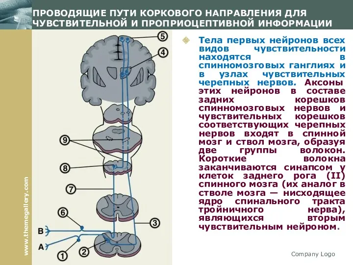 Company Logo ПРОВОДЯЩИЕ ПУТИ КОРКОВОГО НАПРАВЛЕНИЯ ДЛЯ ЧУВСТВИТЕЛЬНОЙ И ПРОПРИОЦЕПТИВНОЙ