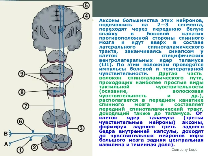 Company Logo Аксоны большинства этих нейронов, поднявшись на 2—3 сегмента,