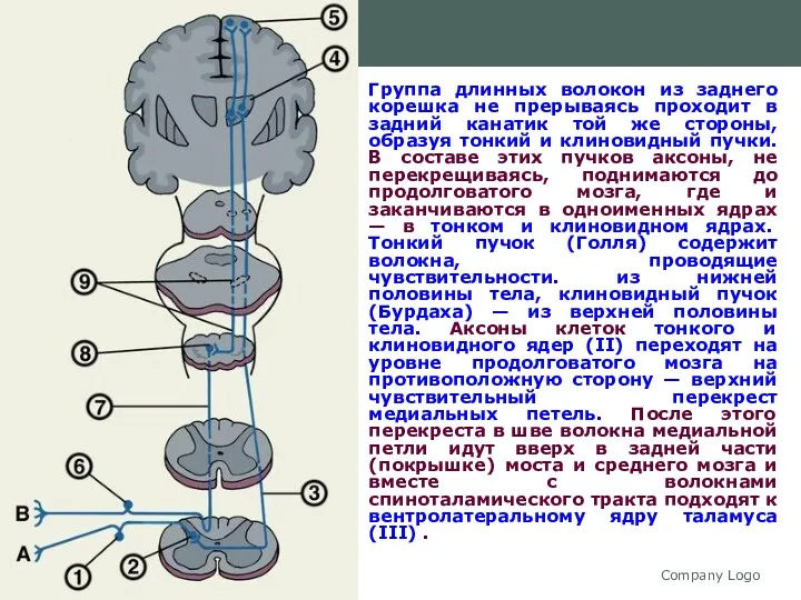 Company Logo Группа длинных волокон из заднего корешка не прерываясь