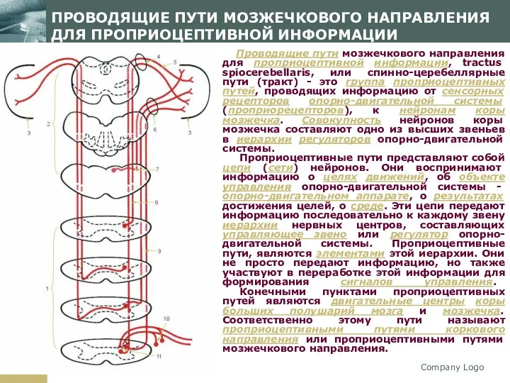 Company Logo ПРОВОДЯЩИЕ ПУТИ МОЗЖЕЧКОВОГО НАПРАВЛЕНИЯ ДЛЯ ПРОПРИОЦЕПТИВНОЙ ИНФОРМАЦИИ Проводящие