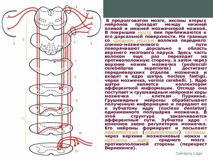 Company Logo В продолговатом мозге, аксоны вторых нейронов проходят между