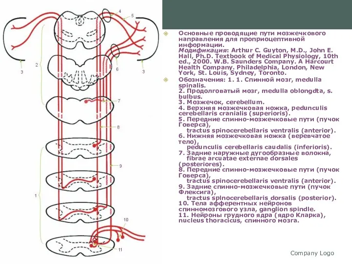 Company Logo Основные проводящие пути мозжечкового направления для проприоцептивной информации.