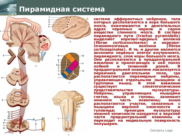 Company Logo Пирамидная система система эфферентных нейронов, тела которых располагаются