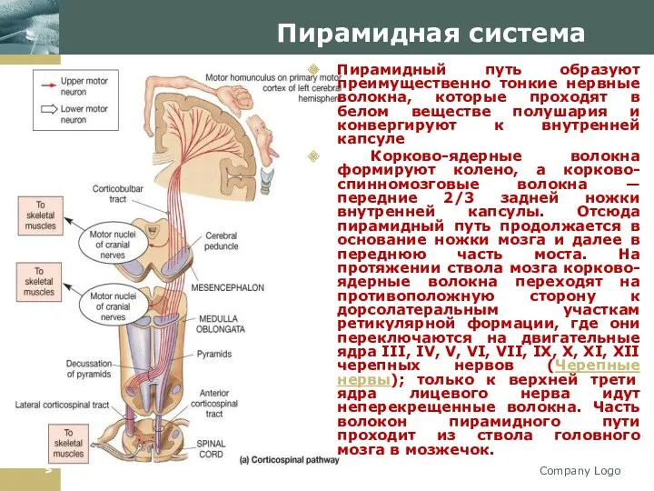 Company Logo Пирамидная система Пирамидный путь образуют преимущественно тонкие нервные