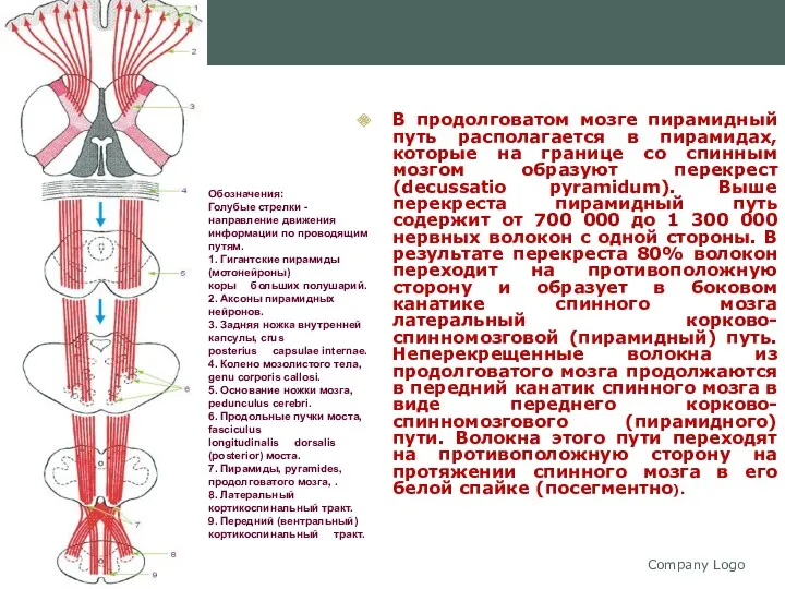 Company Logo В продолговатом мозге пирамидный путь располагается в пирамидах,