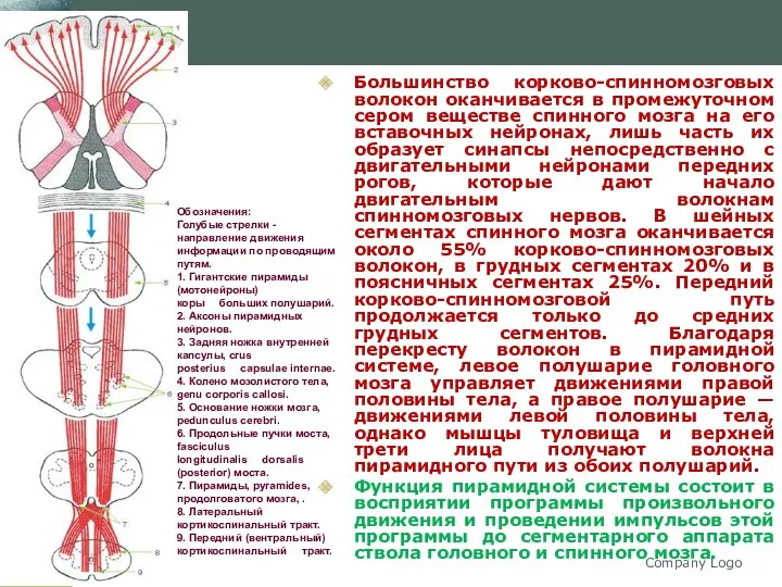 Company Logo Большинство корково-спинномозговых волокон оканчивается в промежуточном сером веществе