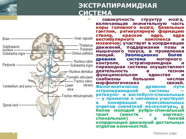 Company Logo ЭКСТРАПИРАМИДНАЯ СИСТЕМА совокупность структур мозга, включающая значительную часть