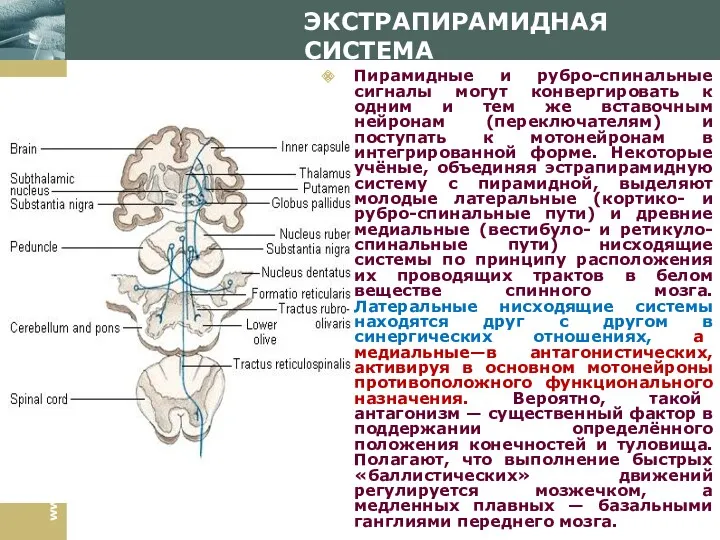 ЭКСТРАПИРАМИДНАЯ СИСТЕМА Пирамидные и рубро-спинальные сигналы могут конвергировать к одним