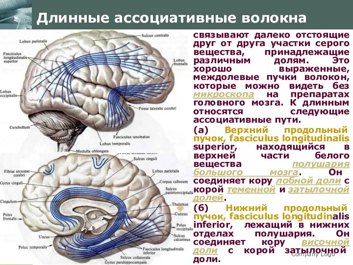 Company Logo Длинные ассоциативные волокна связывают далеко отстоящие друг от