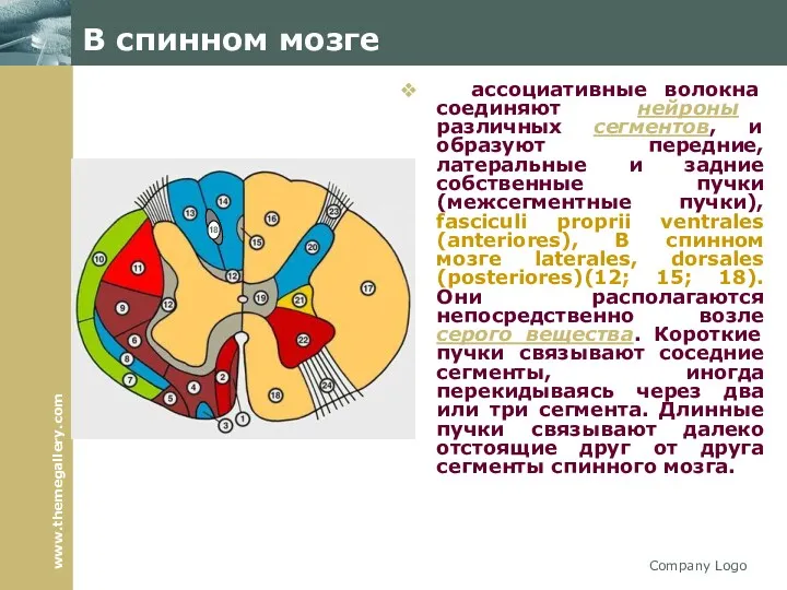 Company Logo В спинном мозге ассоциативные волокна соединяют нейроны различных