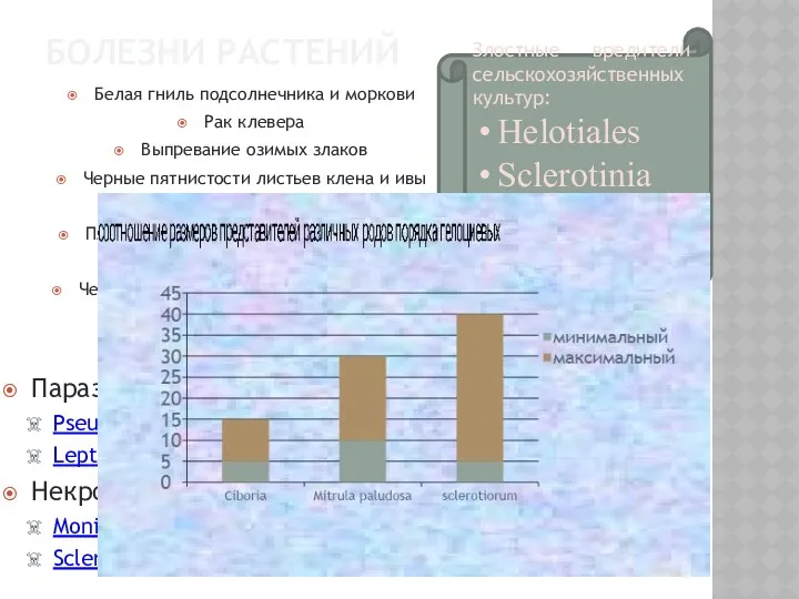 БОЛЕЗНИ РАСТЕНИЙ Белая гниль подсолнечника и моркови Рак клевера Выпревание