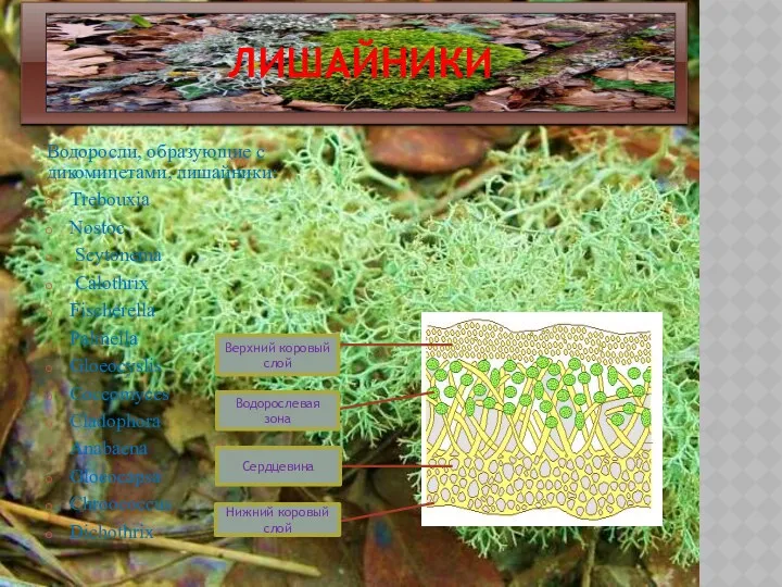 ЛИШАЙНИКИ Водоросли, образующие с дикомицетами, лишайники: Trebouxia Nostoc Scytonema Calothrix