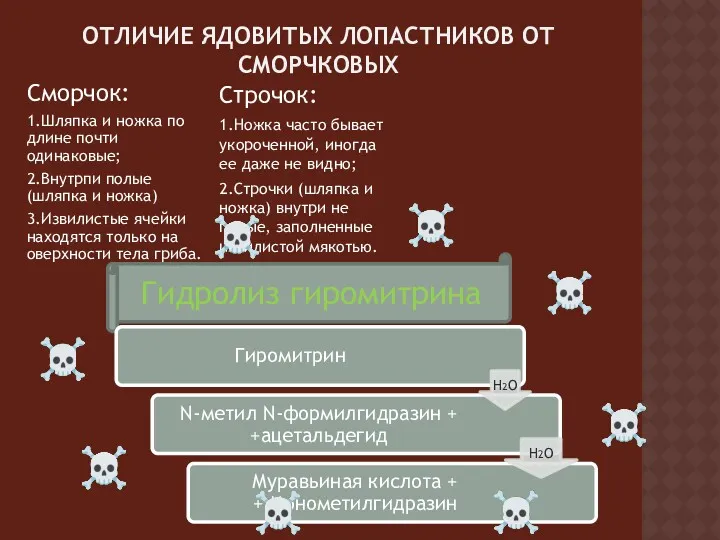 Гидролиз гиромитрина ОТЛИЧИЕ ЯДОВИТЫХ ЛОПАСТНИКОВ ОТ СМОРЧКОВЫХ Сморчок: 1.Шляпка и