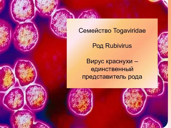 Семейство Togaviridae Род Rubivirus Вирус краснухи – единственный представитель рода