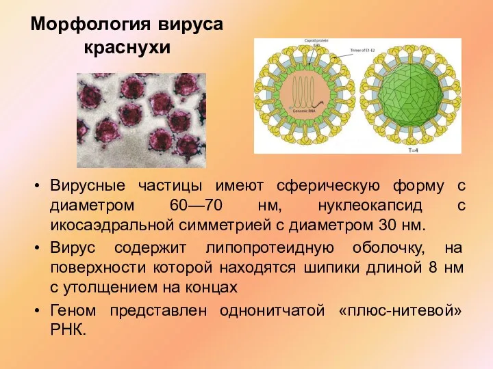 Морфология вируса краснухи Вирусные частицы имеют сферическую форму с диаметром 60—70 нм, нуклеокапсид