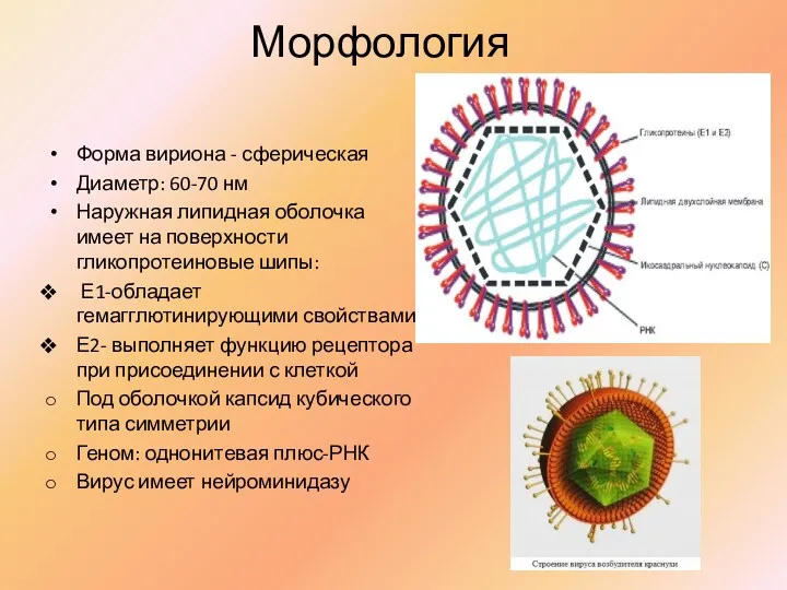 Морфология Форма вириона - сферическая Диаметр: 60-70 нм Наружная липидная оболочка имеет на