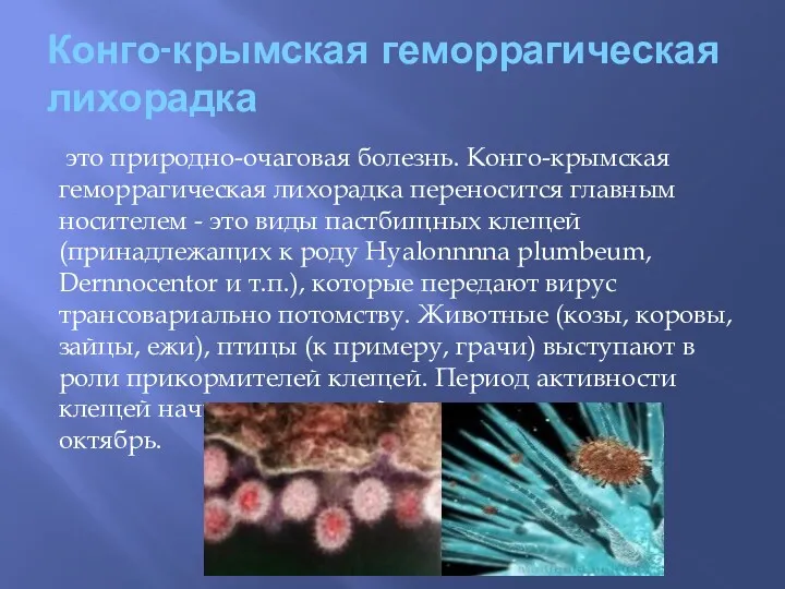 Конго-крымская геморрагическая лихорадка это природно-очаговая болезнь. Конго-крымская геморрагическая лихорадка переносится