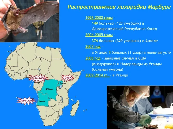 Распространение лихорадки Марбург 1998-2000 годы – 149 больных (123 умерших)