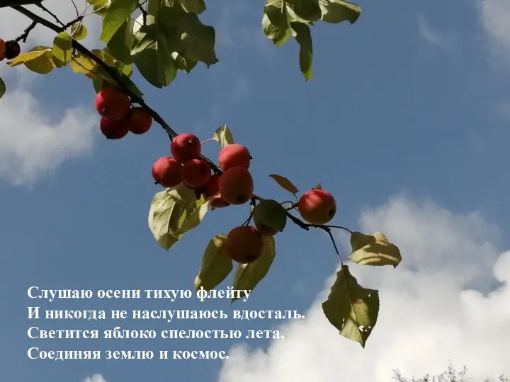 Слушаю осени тихую флейту И никогда не наслушаюсь вдосталь. Светится