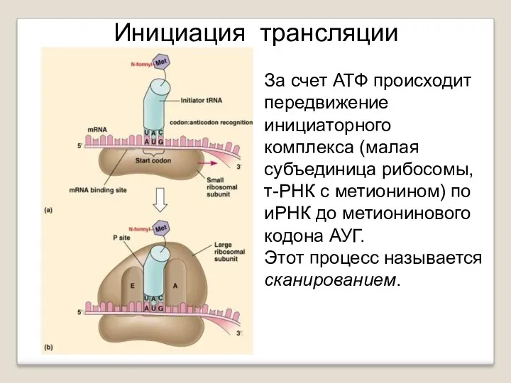 За счет АТФ происходит передвижение инициаторного комплекса (малая субъединица рибосомы,