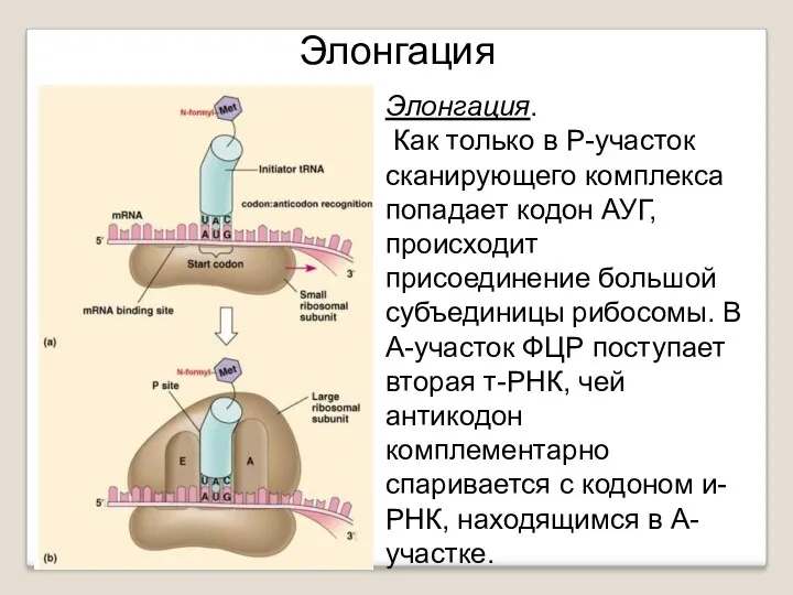 Элонгация. Как только в Р-участок сканирующего комплекса попадает кодон АУГ,