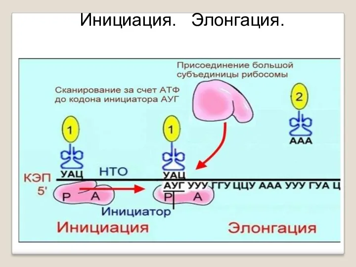 Инициация. Элонгация.