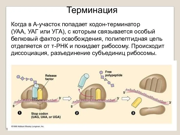 Когда в А-участок попадает кодон-терминатор (УАА, УАГ или УГА), с