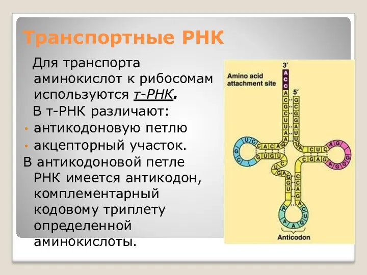 Транспортные РНК Для транспорта аминокислот к рибосомам используются т-РНК. В