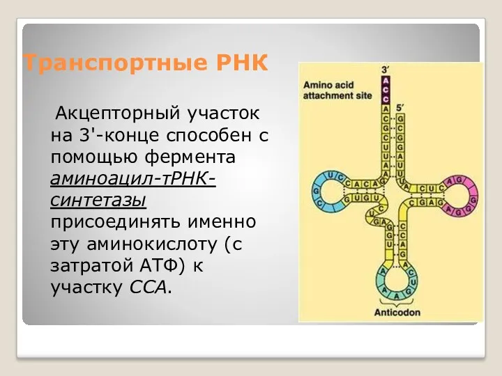 Транспортные РНК Акцепторный участок на 3'-конце способен с помощью фермента