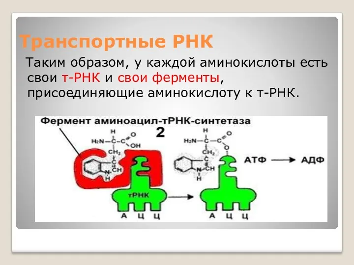 Транспортные РНК Таким образом, у каждой аминокислоты есть свои т-РНК