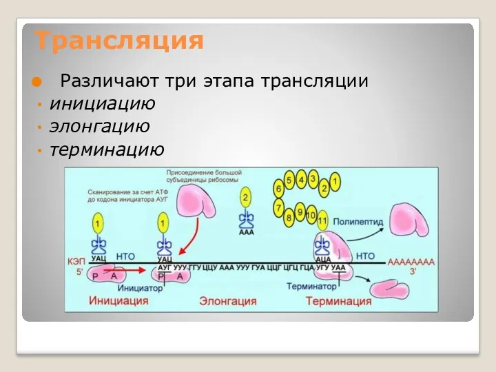 Трансляция Различают три этапа трансляции инициацию элонгацию терминацию