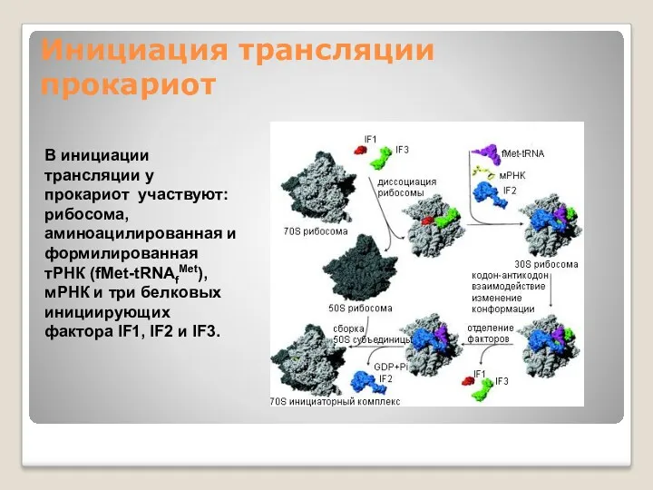 Инициация трансляции прокариот В инициации трансляции у прокариот участвуют: рибосома,