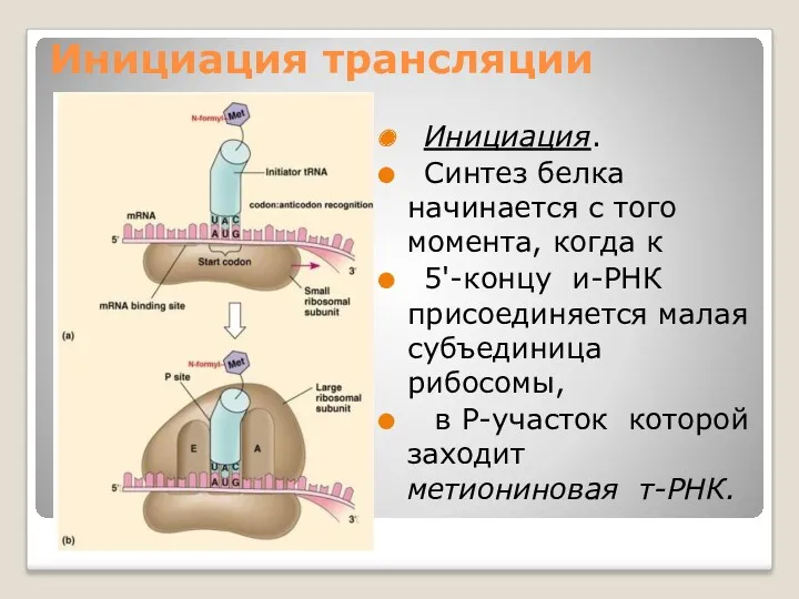 Инициация трансляции Инициация. Синтез белка начинается с того момента, когда