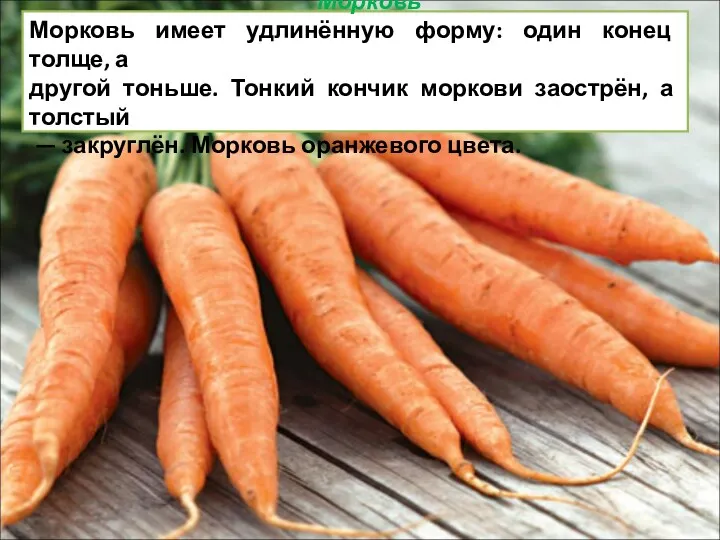 Морковь Морковь имеет удлинённую форму: один конец толще, а другой