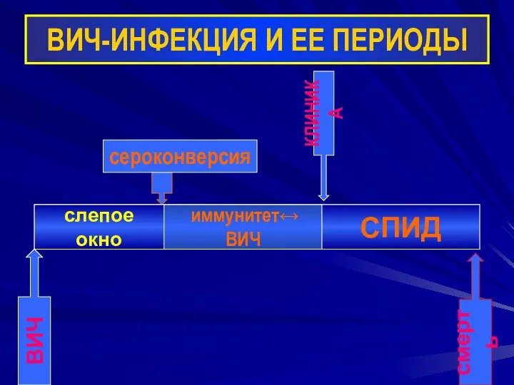 ВИЧ-ИНФЕКЦИЯ И ЕЕ ПЕРИОДЫ ВИЧ-инфекция ВИЧ смерть ВИЧ-носительство СПИД КЛИНИКА слепое окно иммунитет↔ ВИЧ сероконверсия