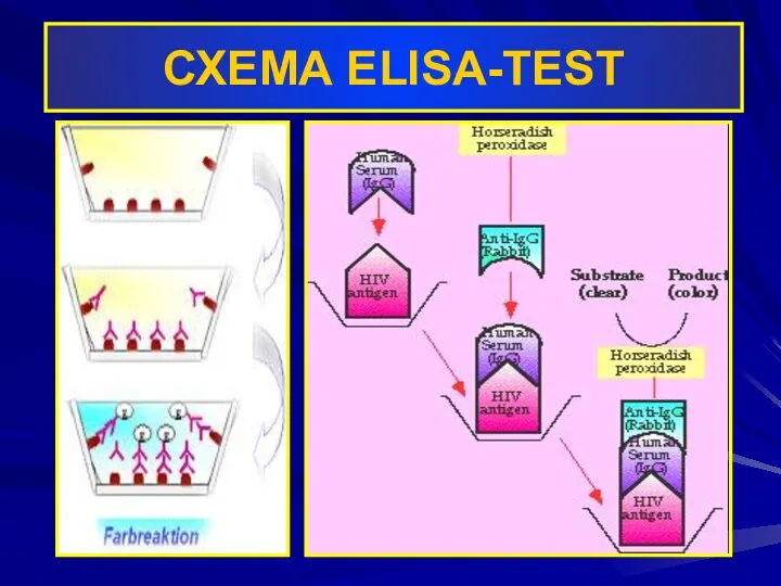 СХЕМА ELISA-TEST