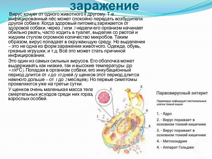 Почему происходит заражение Вирус кочует от одного животного к другому.