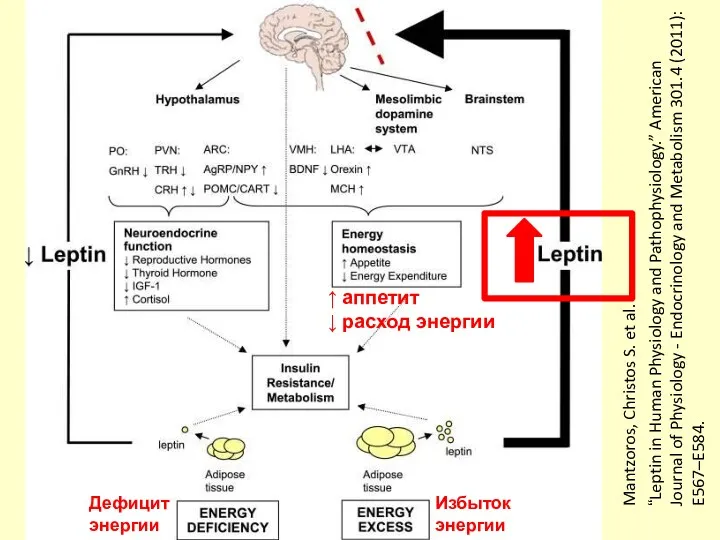 Mantzoros, Christos S. et al. “Leptin in Human Physiology and