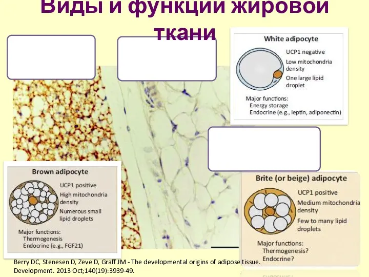 Виды и функции жировой ткани Berry DC, Stenesen D, Zeve