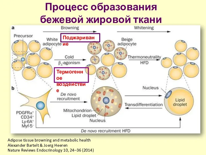 Процесс образования бежевой жировой ткани Adipose tissue browning and metabolic