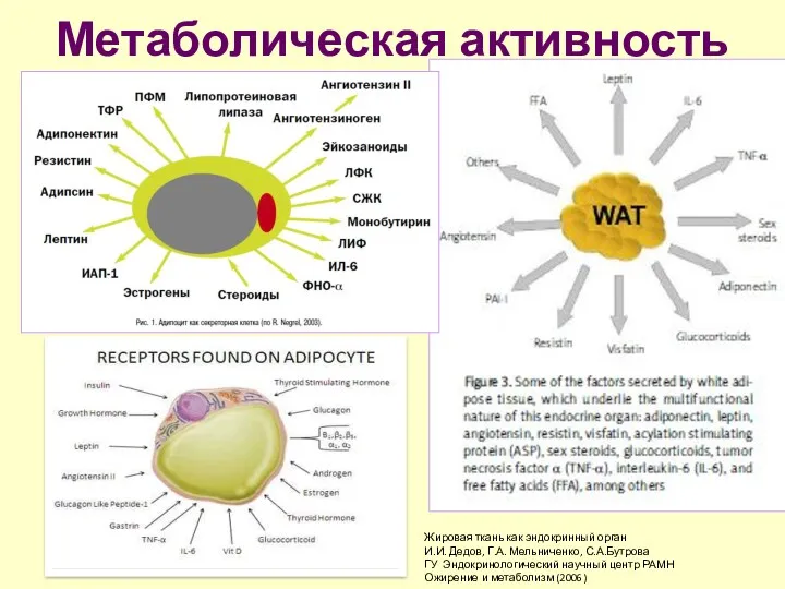 Метаболическая активность Жировая ткань как эндокринный орган И.И. Дедов, Г.А.