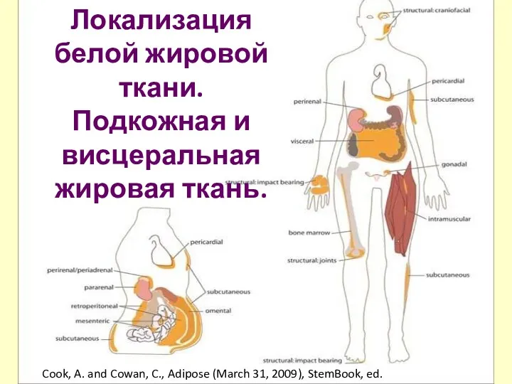 Локализация белой жировой ткани. Подкожная и висцеральная жировая ткань. Cook,