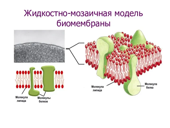 Жидкостно-мозаичная модель биомембраны