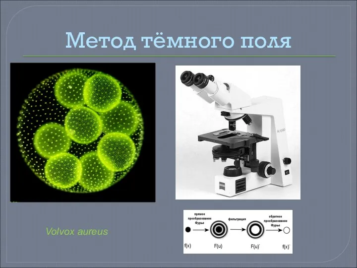 Метод тёмного поля Volvox aureus