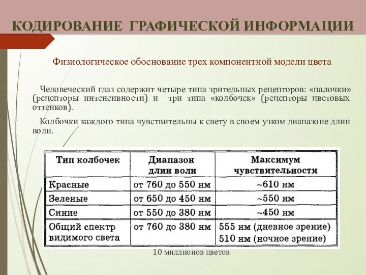 Физиологическое обоснование трех компонентной модели цвета Человеческий глаз содержит четыре