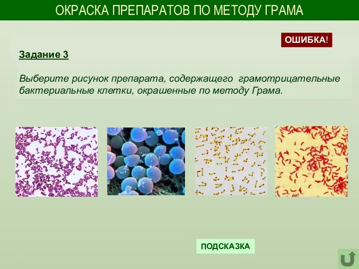 ОКРАСКА ПРЕПАРАТОВ ПО МЕТОДУ ГРАМА Задание 3 Выберите рисунок препарата,