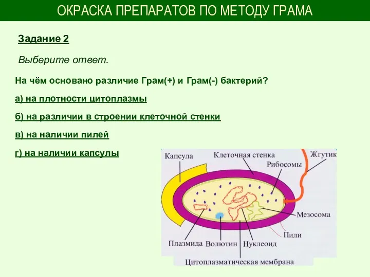 ОКРАСКА ПРЕПАРАТОВ ПО МЕТОДУ ГРАМА На чём основано различие Грам(+)