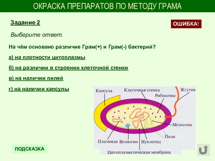 ОКРАСКА ПРЕПАРАТОВ ПО МЕТОДУ ГРАМА На чём основано различие Грам(+)